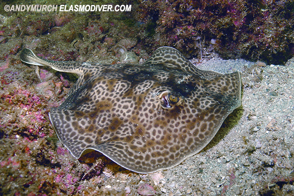 ripple leopard ray